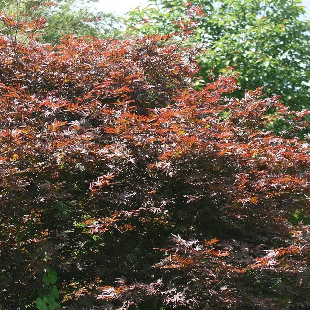Acer Palmatum 'Atropurpureum' - Image 3