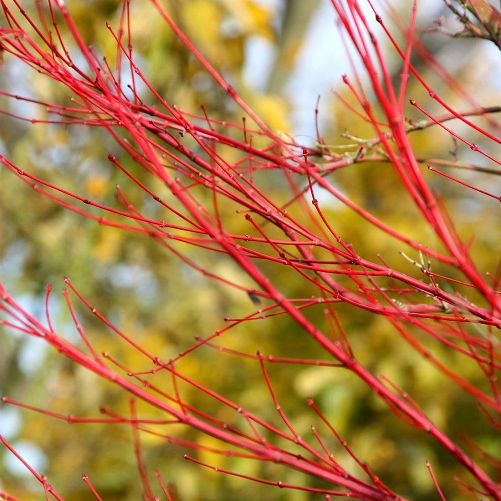 Acer Palmatum 'Sango-kaku' - Image 3