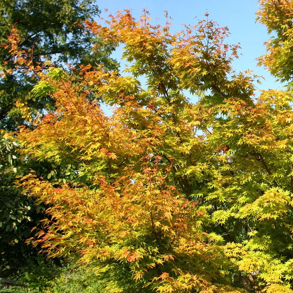 Acer Palmatum 'Sango-kaku' - Image 4