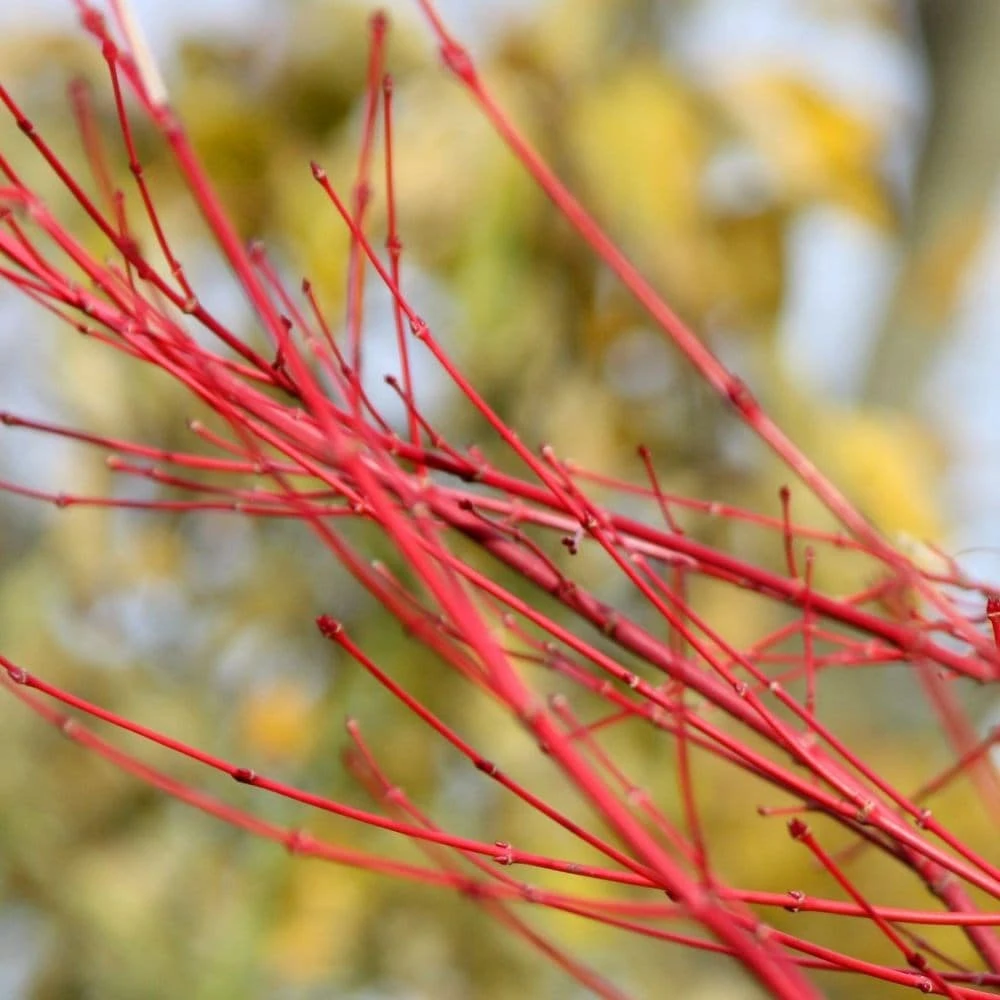 Acer Palmatum 'Sango-kaku' - Image 6