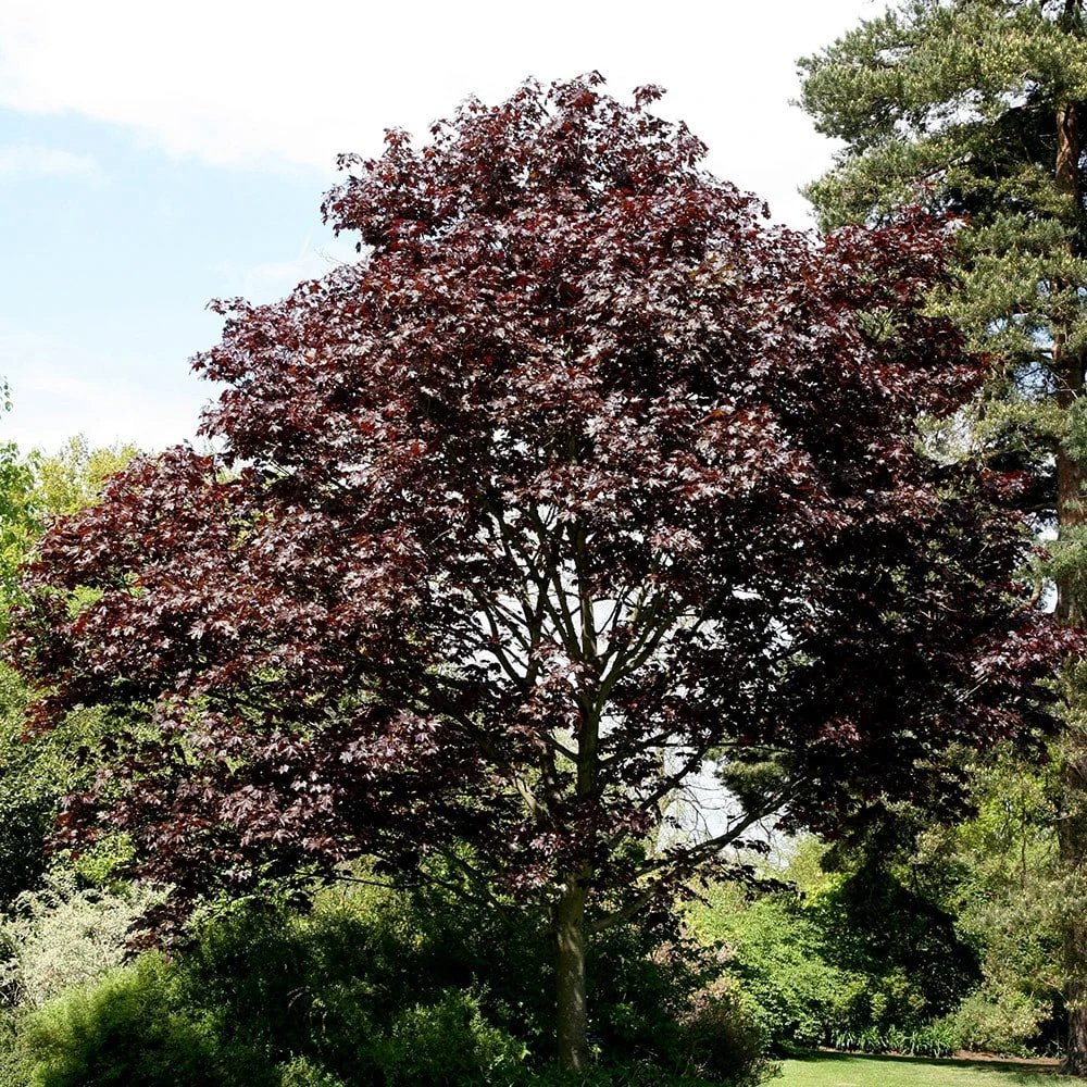 Acer Platanoides 'Crimson King' - Image 2