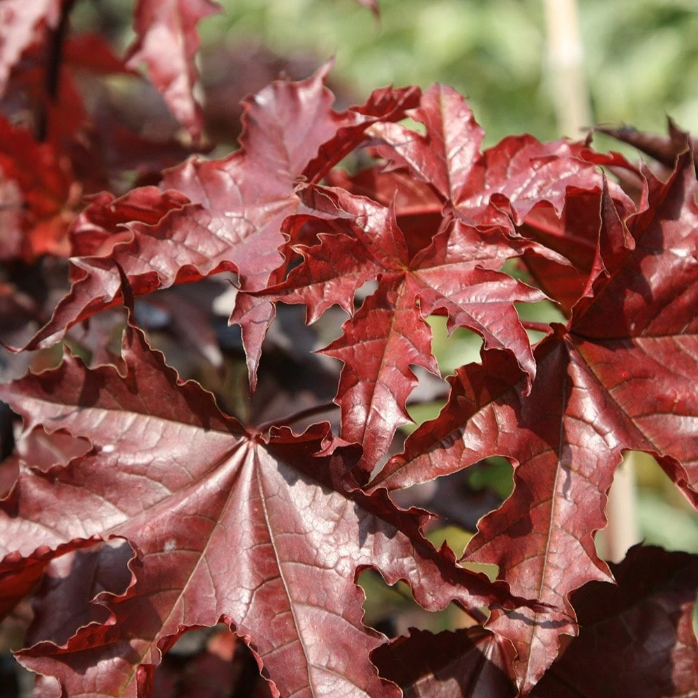 Acer Platanoides 'Crimson King' - Image 3