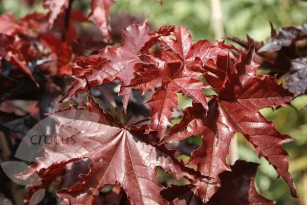 Acer Platanoides 'Crimson King' - Image 4