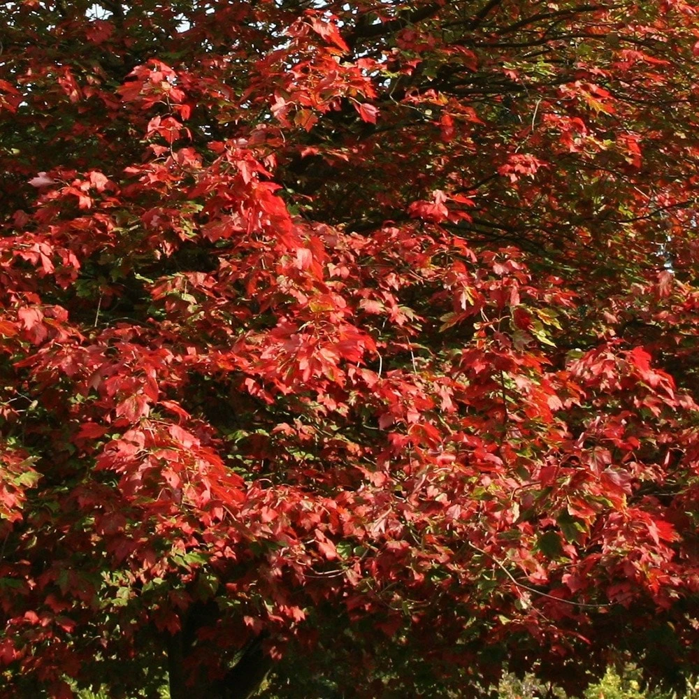 Acer Cappadocicum Rubrum - Image 2