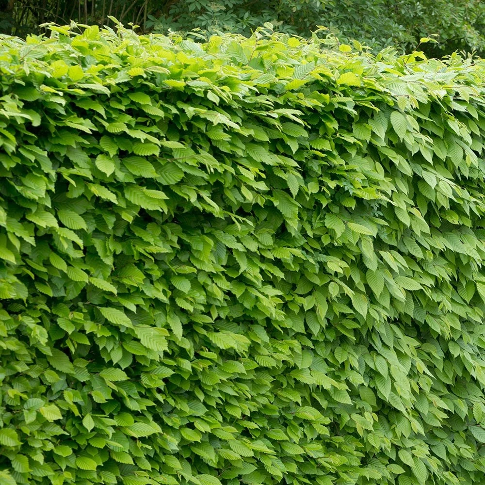 Carpinus Betulus - Hornbeam Hedging - Image 2