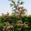 Crataegus Laevigata 'Rosea Flore Pleno'