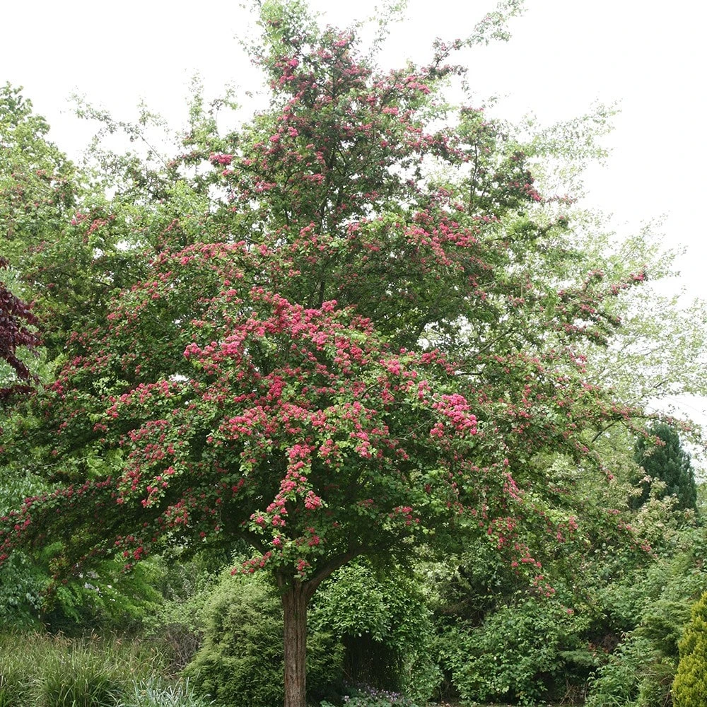 Crataegus Laevigata 'Paul's Scarlet' - Image 2