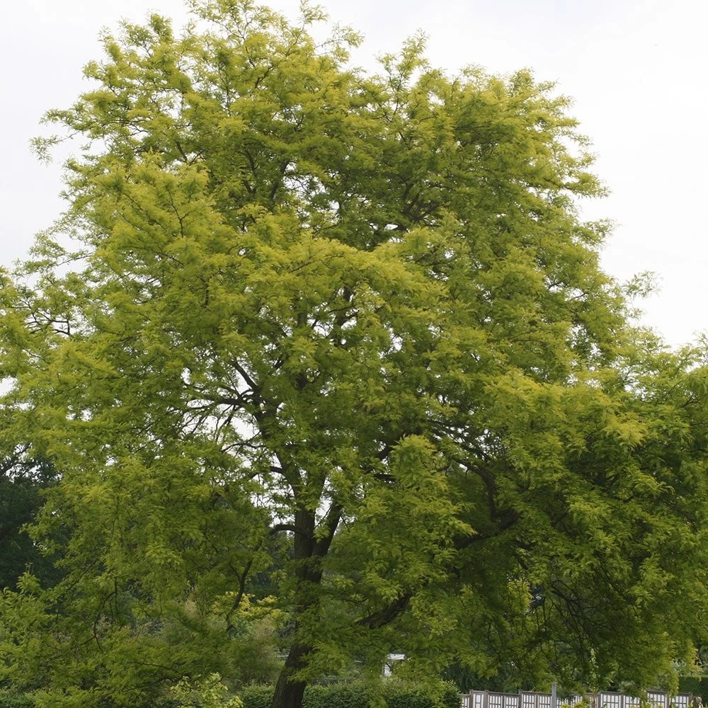 Gleditsia Triacanthos F. Inermis 'Sunburst' - Image 2
