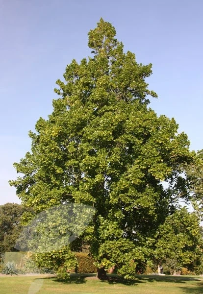 Liriodendron Tulipifera - Image 2