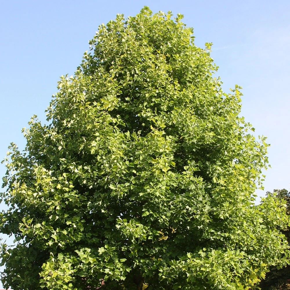 Liriodendron Tulipifera - Image 3
