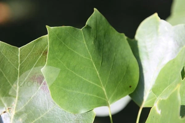 Liriodendron Tulipifera - Image 4