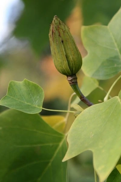Liriodendron Tulipifera - Image 5