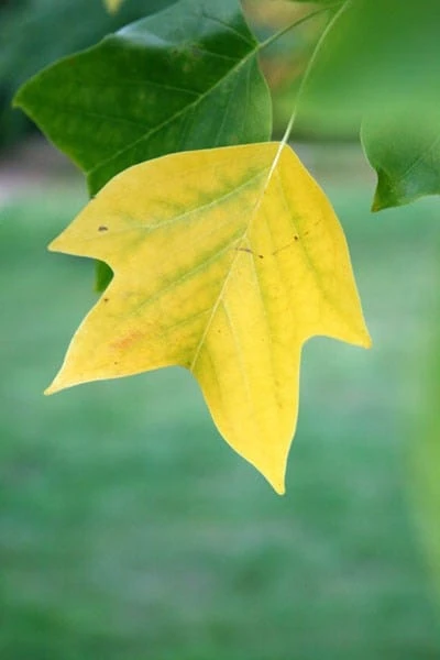 Liriodendron Tulipifera - Image 6