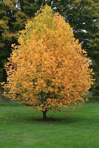 Liriodendron Tulipifera - Image 7