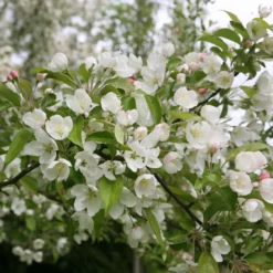 Malus 'Evereste'