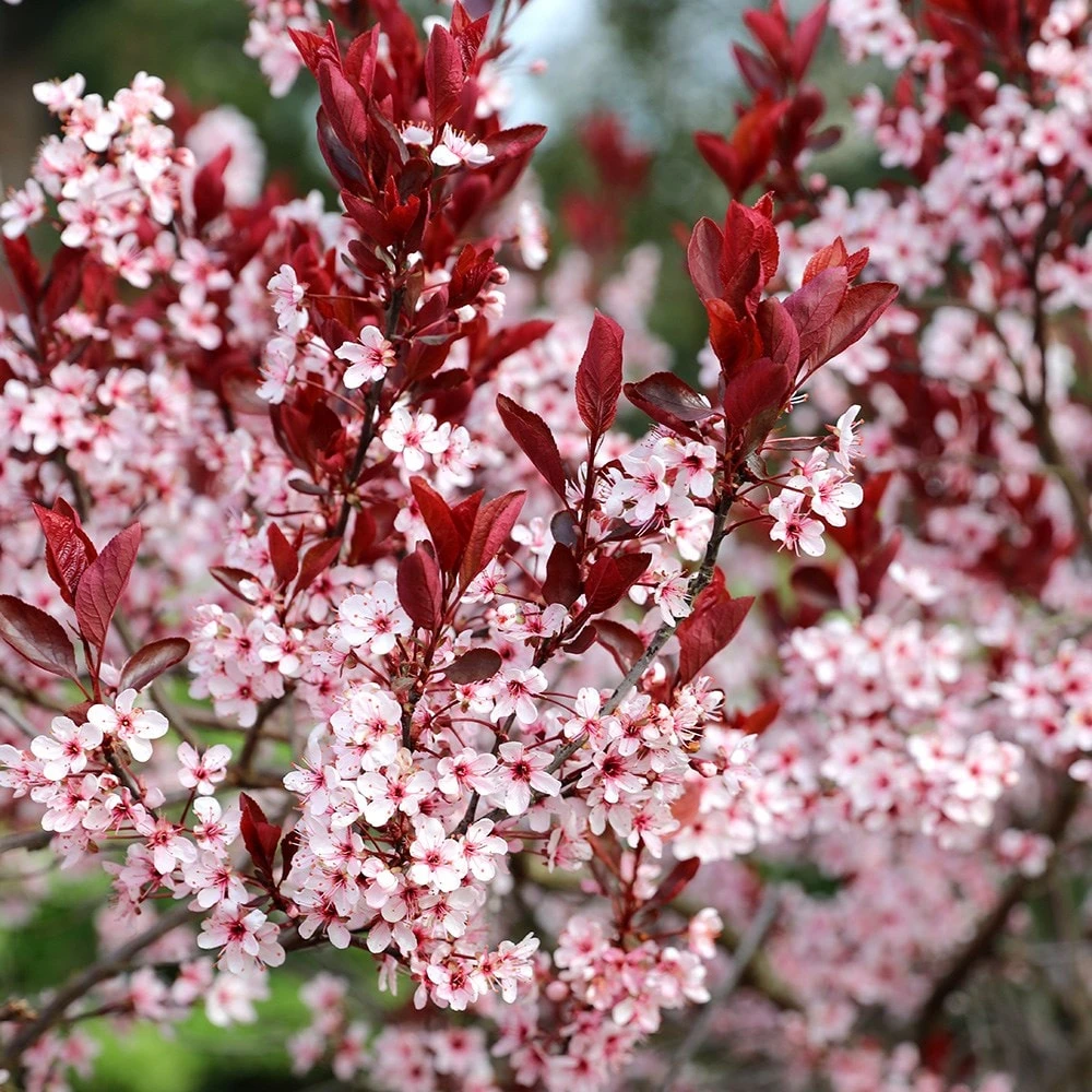 Prunus Cerasifera 'Nigra' - Image 3