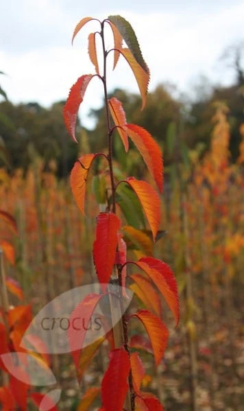 Prunus 'Pandora' - Image 2