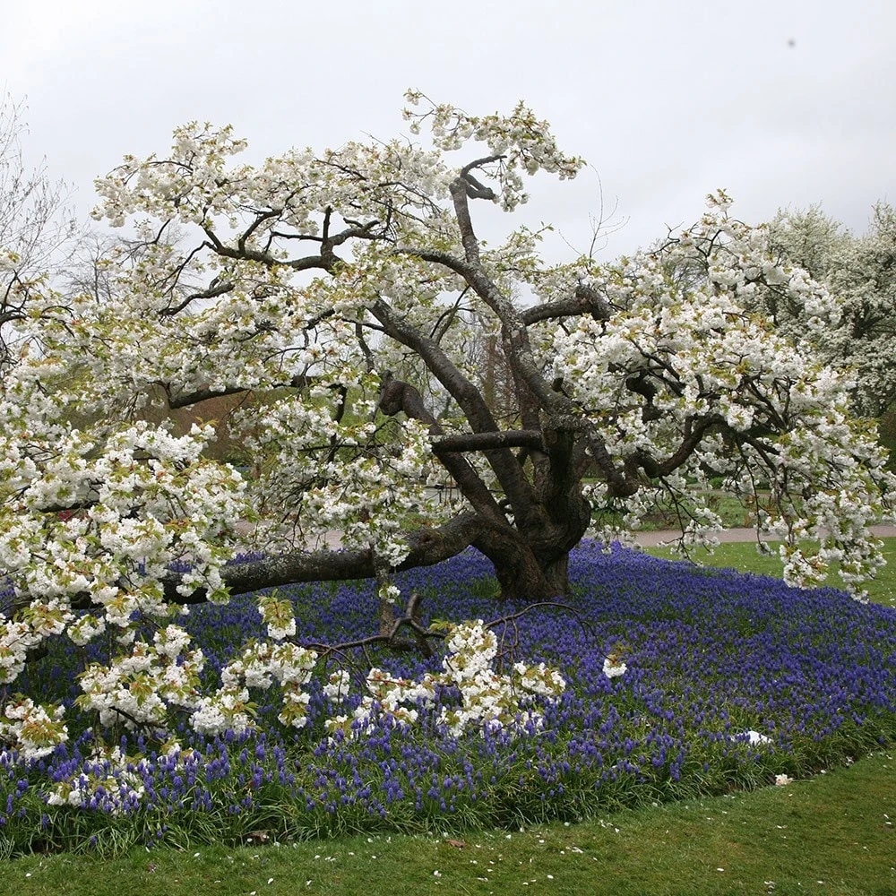 Prunus 'Shirotae' - Image 2