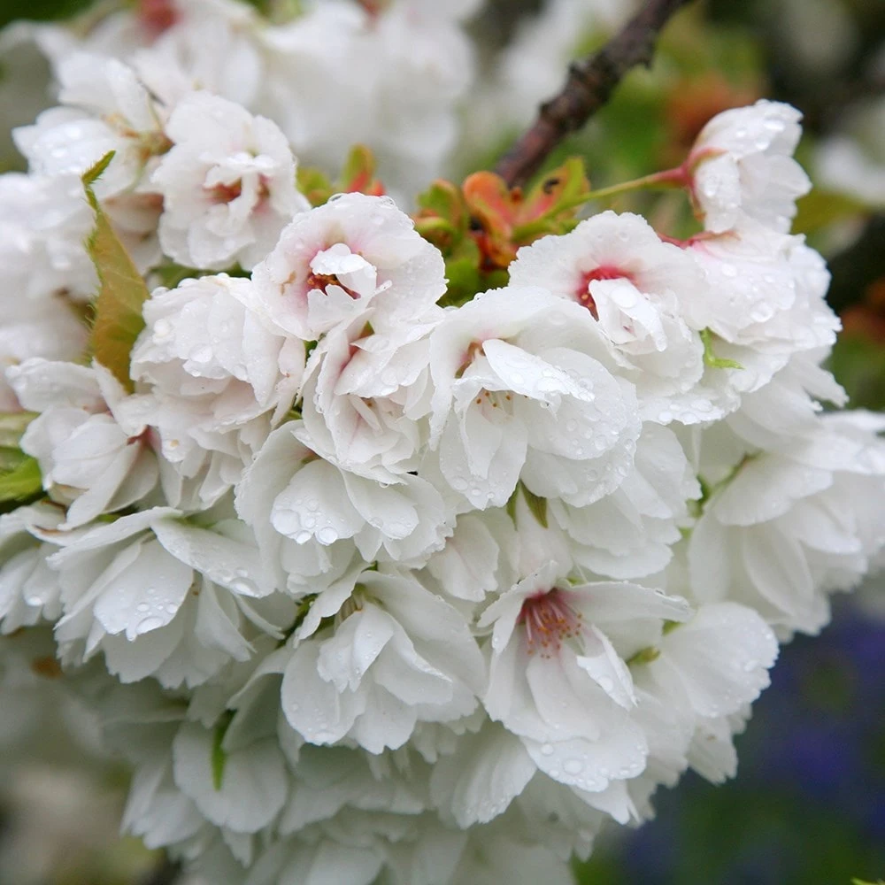 Prunus 'Shirotae' - Image 3