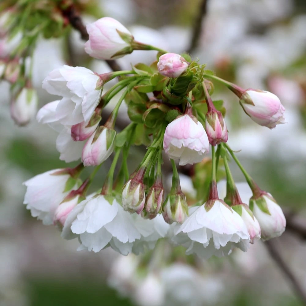 Prunus 'Shirotae' - Image 4