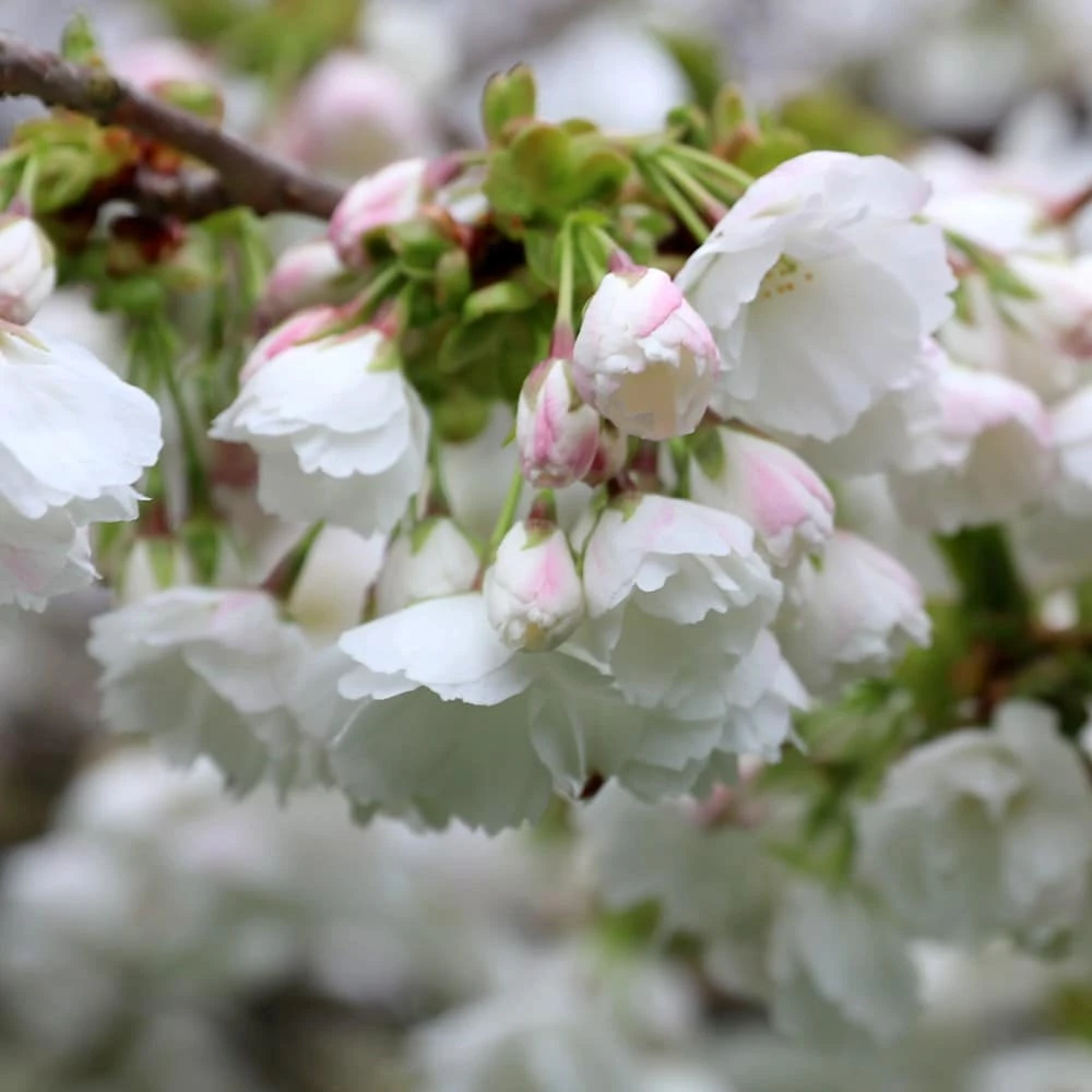 Prunus 'Shirotae' - Image 5