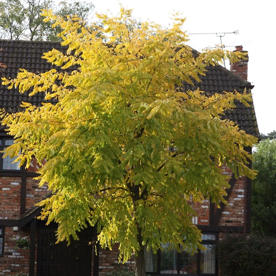 Robinia Pseudoacacia 'Frisia'