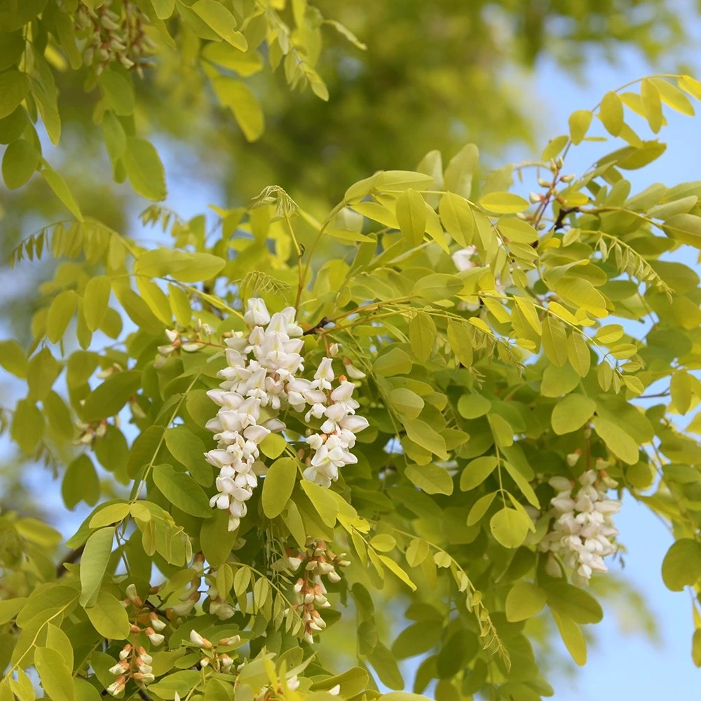Robinia Pseudoacacia 'Frisia' - Image 2