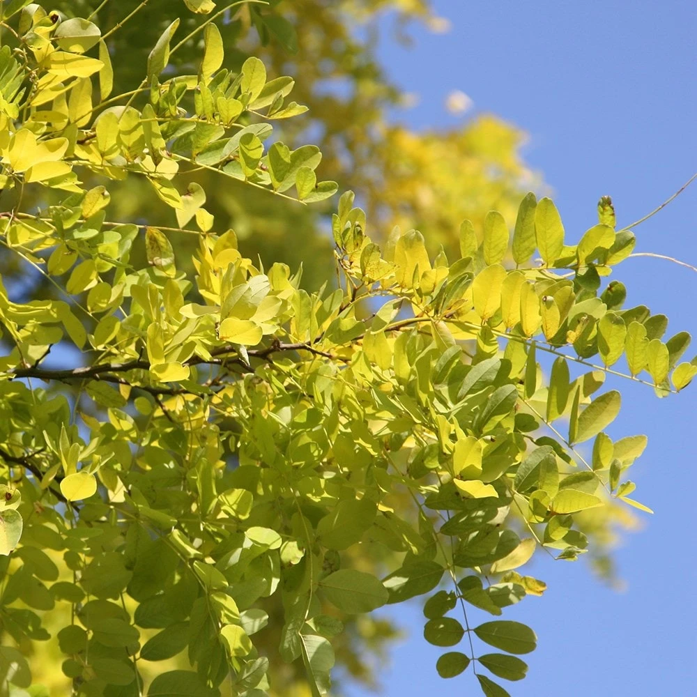 Robinia Pseudoacacia 'Frisia' - Image 4