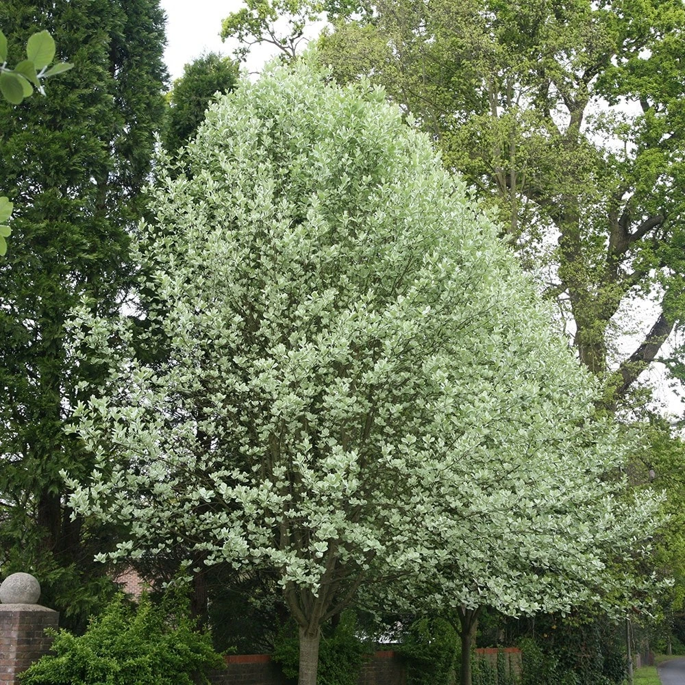 Sorbus Aria 'Lutescens' - Image 2