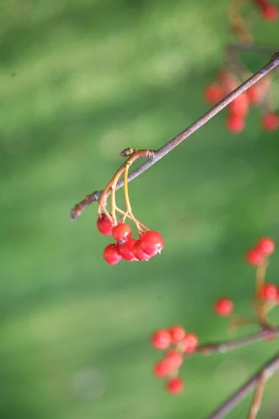 Sorbus Aria 'Lutescens' - Image 4