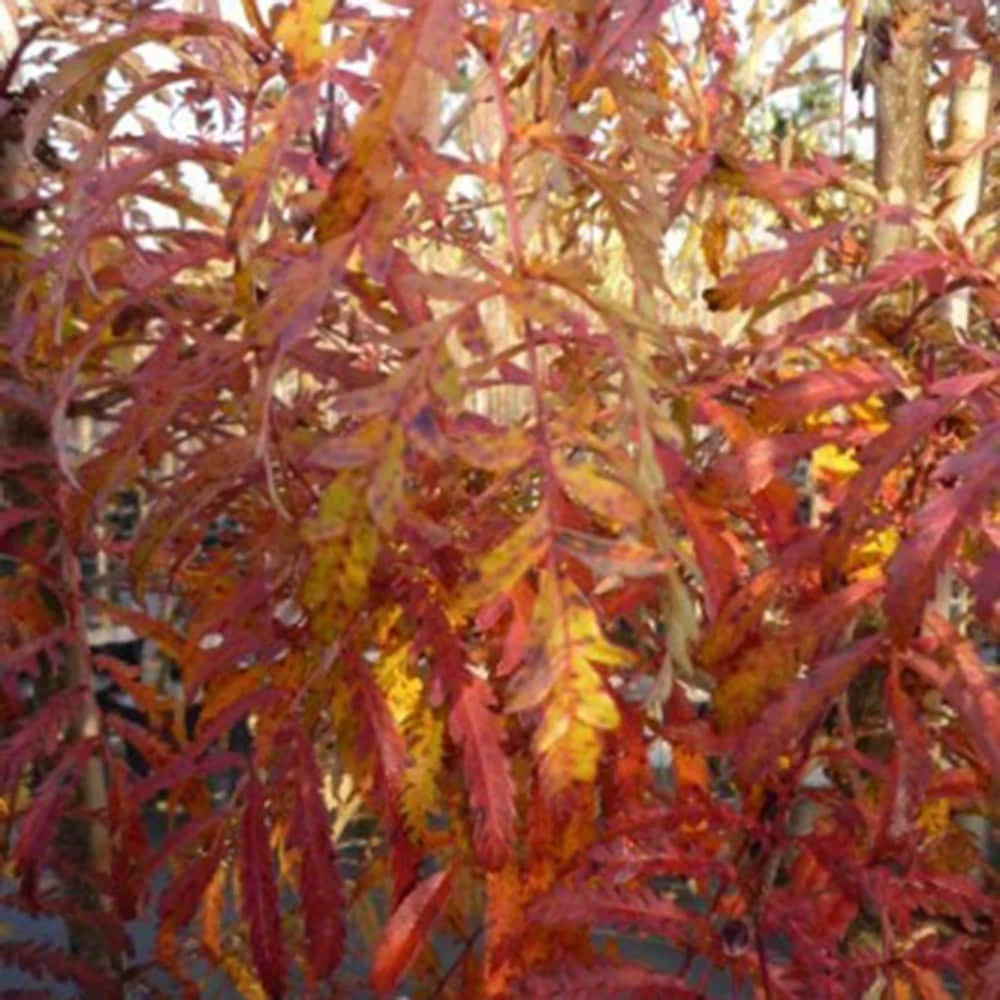 Sorbus 'Chinese Lace' - Image 2