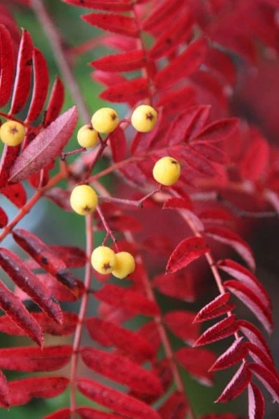 Sorbus 'Joseph Rock' - Image 3
