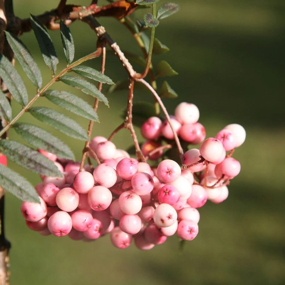 Sorbus Vilmorinii