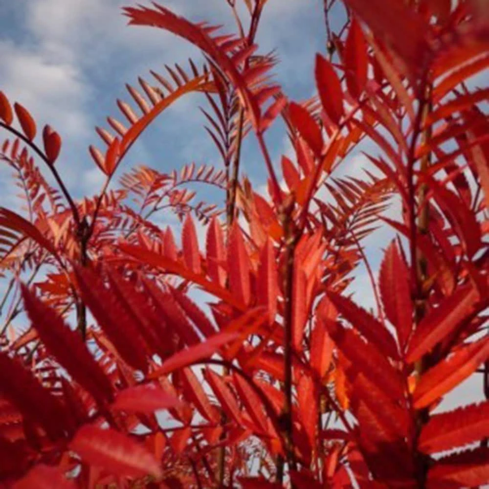 Sorbus Vilmorinii - Image 2