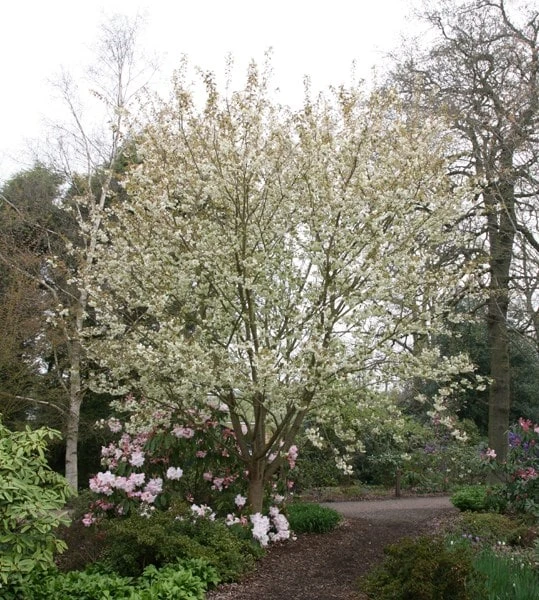 Prunus 'Ukon' - Image 2