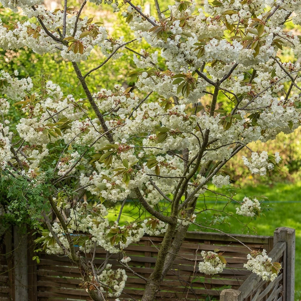 Prunus 'Ukon' - Image 3