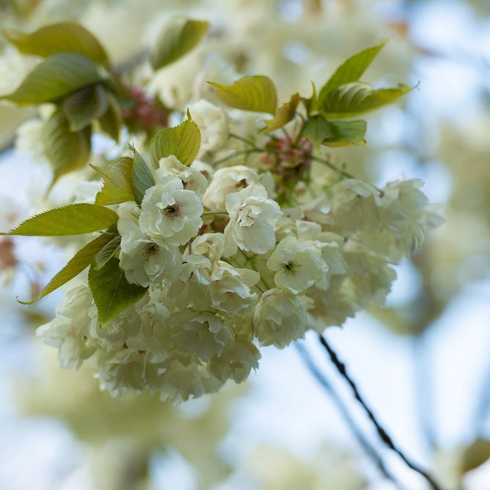 Prunus 'Ukon' - Image 5