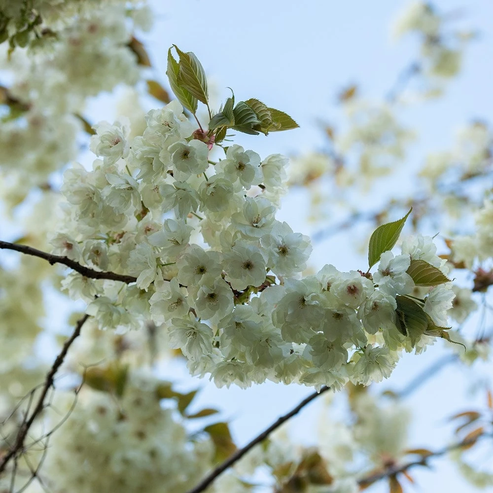 Prunus 'Ukon' - Image 6