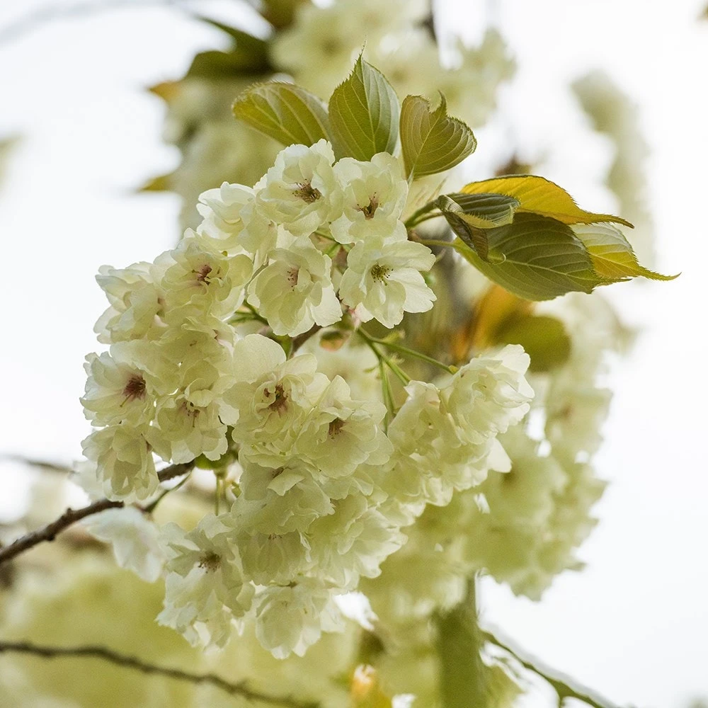 Prunus 'Ukon' - Image 7