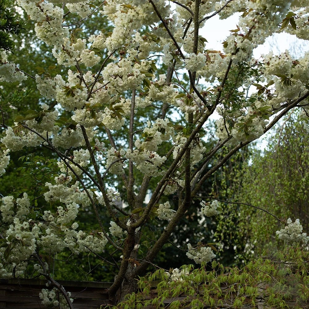 Prunus 'Ukon' - Image 8