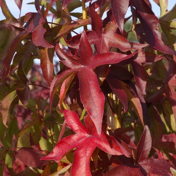 Liquidambar Styraciflua 'Slender Silhouette'