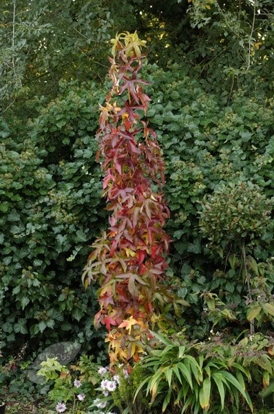 Liquidambar Styraciflua 'Slender Silhouette' - Image 2