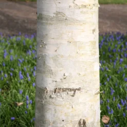 Betula Utilis Subsp. Jacquemontii